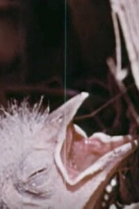 Animal Homes (1954)