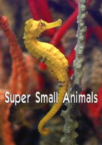 Animales súper pequeños (2017)