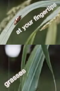 At Your Fingertips: Grasses (1970)
