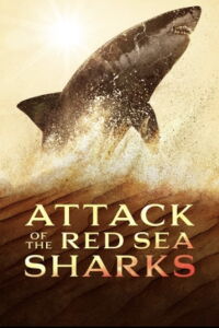 Attaque de requins en Mer Rouge (2024)