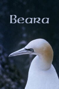 Beara (1979)