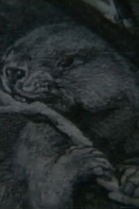 Beaver Report (1979)