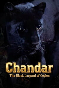 Chandar, the Black Leopard of Ceylon (1972)
