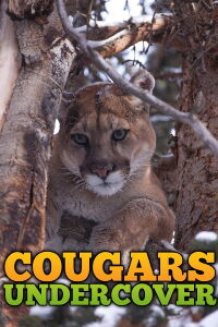 Cougars, le seigneur des montagnes (2015)