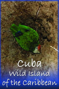 Cuba: Isla Salvaje del Caribe (2018)