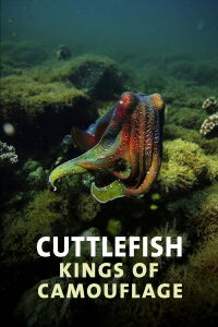 Cuttlefish: Kings of Camouflage (1997)