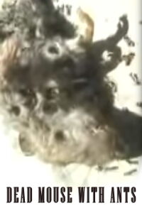 Dead Mouse with Ants (2002)