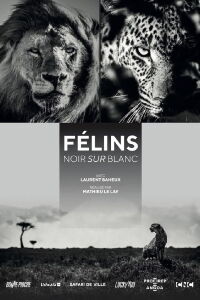 Félins, noir sur blanc (2021)