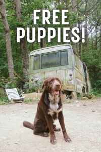 Free Puppies! (2022)