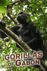 Gorillas of Gabon (2019)