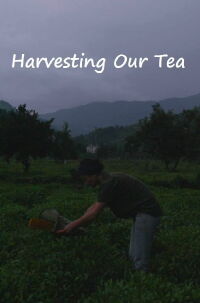 Harvesting Our Tea (2022)
