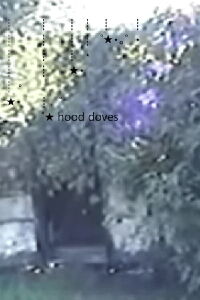 Hood Doves (2015)