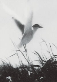 Inhabitants (1970)