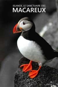 Islande, Le sanctuaire des macareux (2022)