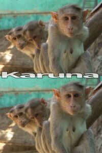Karuna (2016)