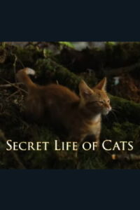La vida secreta de los gatos (2014)