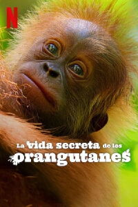 La vida secreta de los orangutanes (2024)