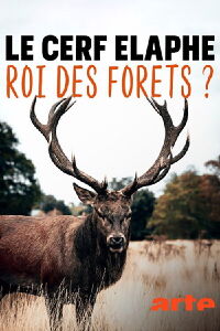 Le cerf élaphe, roi des forêts ? (2020)