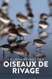 Le Mystérieux Voyage des oiseaux de rivage (2023)