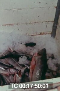 Le poisson commande... (1976)