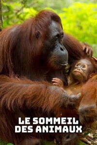 Le sommeil des animaux (2017)