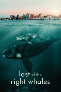 Les dernières baleines franches (2021)