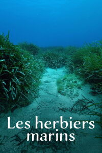 Les Herbiers marins : Précieuses sources de vie (2024)