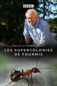 Les supercolonies de fourmis (2017)