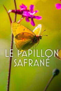 L’histoire du papillon safrané (2022)