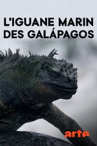 L'iguane marin des Galápagos : une mystérieuse disparition (2018)