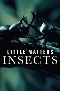 Little Matters: Insects (2015)