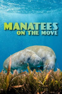 Manatees On The Move (2022)
