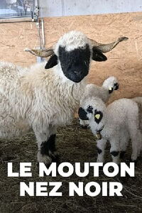 Moutons blancs Nez noirs - Les chouchous du Valais (2022)