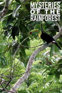 Mysteries of the Rainforest (2017)