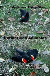 Mystérieux Phénomènes Extinctions Animales (2012)