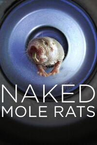 Naked Mole Rats (2019)