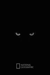 National Geographic: In Search of the Jaguar (2006)