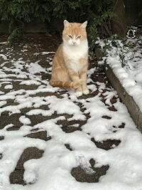 Notre langue aux chats (2022)