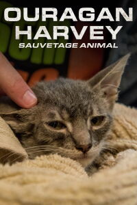 Ouragan Harvey : sauvetage animal (2017)