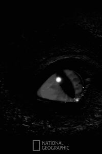 Prehistoric Monsters Revealed (2008)