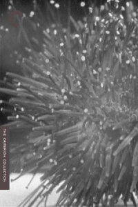 Sea Urchins (1929)
