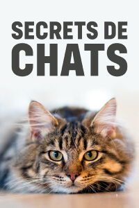 Secrets de chats (2017)