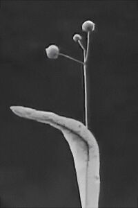 Seeds and Seed Dispersal (1920)