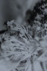 Senescent Vivarium (2018)