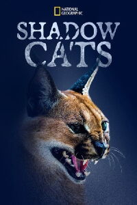 Shadow Cats (2022)