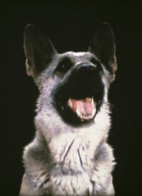 Shane (1975)