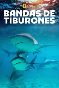 Shark Gangs (2021)