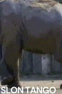Slon Tango (1993)