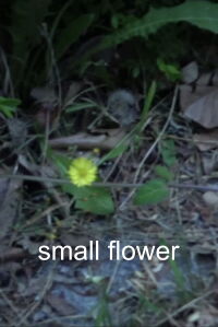 Small Flower (2022)