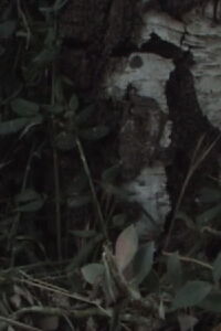 Tempts (2011)